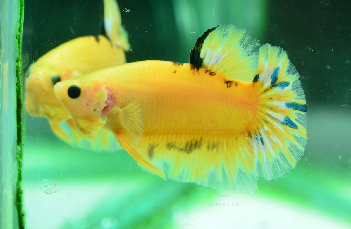 Yellow Hellboy HMPK Male