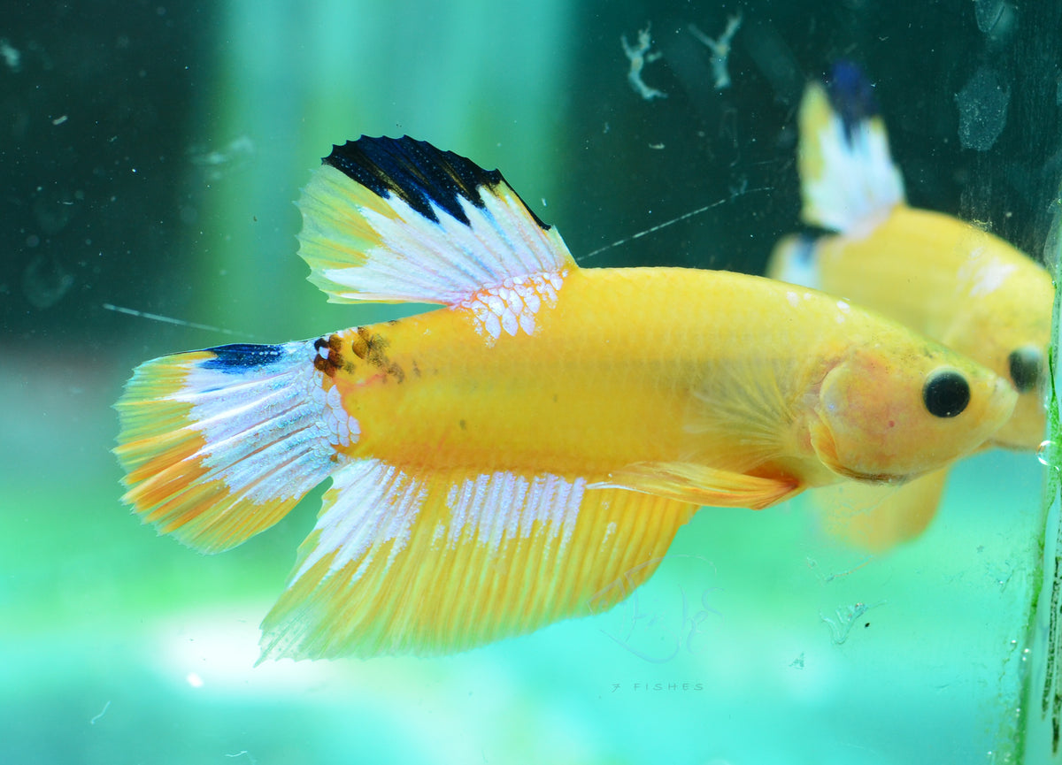 Yellow Hellboy HMPK Male