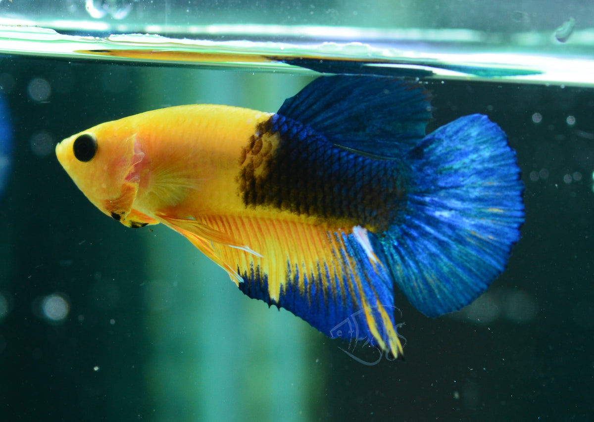 Yellow Hellboy HMPK Male