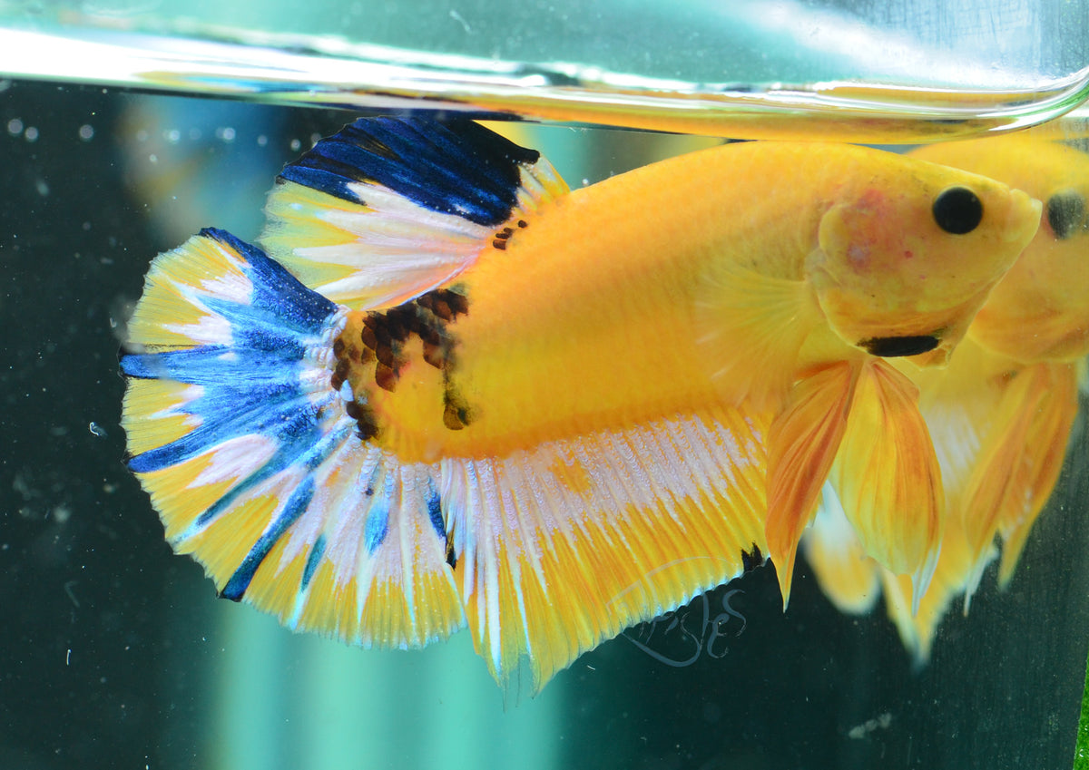 Yellow Hellboy HMPK Male