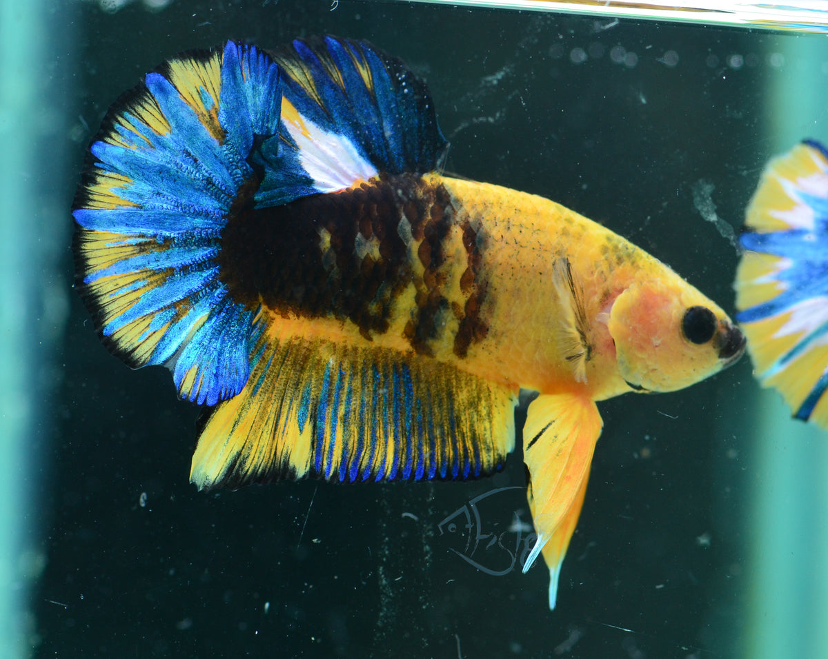 Yellow Hellboy HMPK Male
