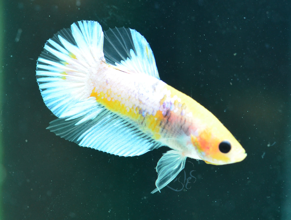 Yellow Hellboy HMPK Male