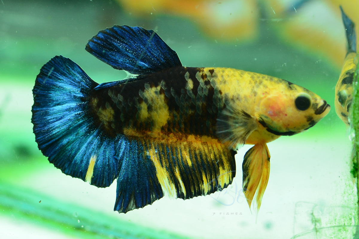 Yellow Hellboy HMPK Male