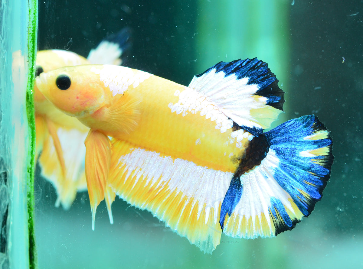 Yellow Hellboy HMPK Male