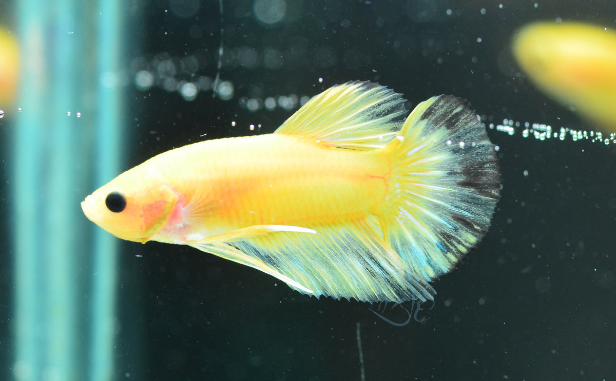 Yellow Hellboy HMPK Male