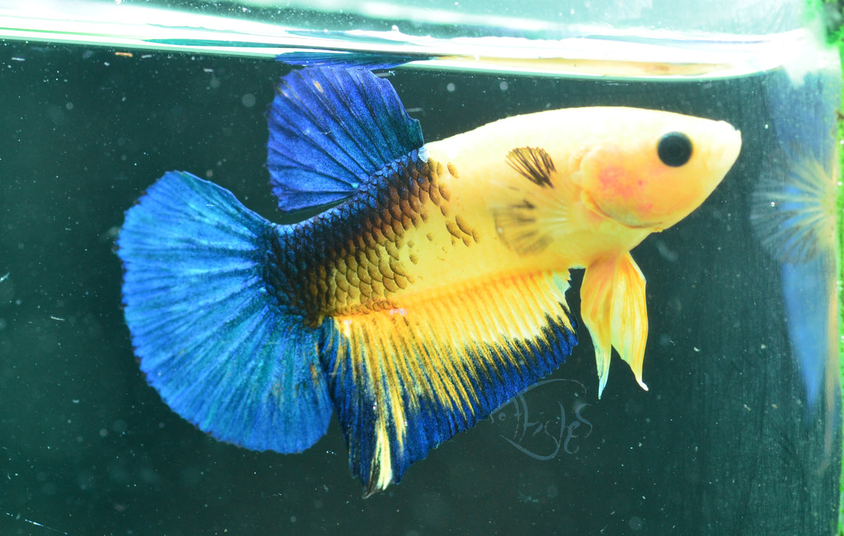 Yellow Hellboy HMPK Male