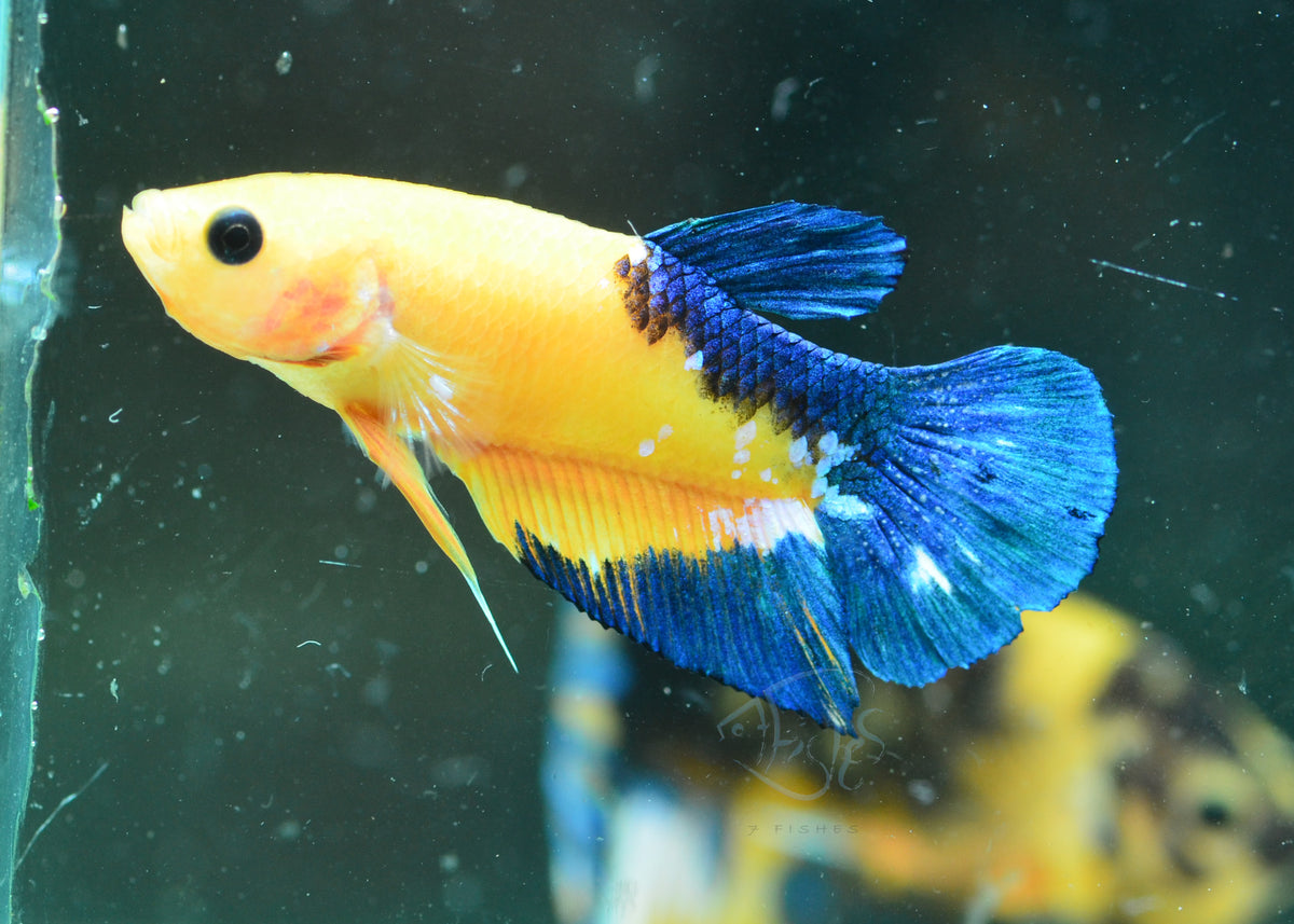 Yellow Hellboy HMPK Male
