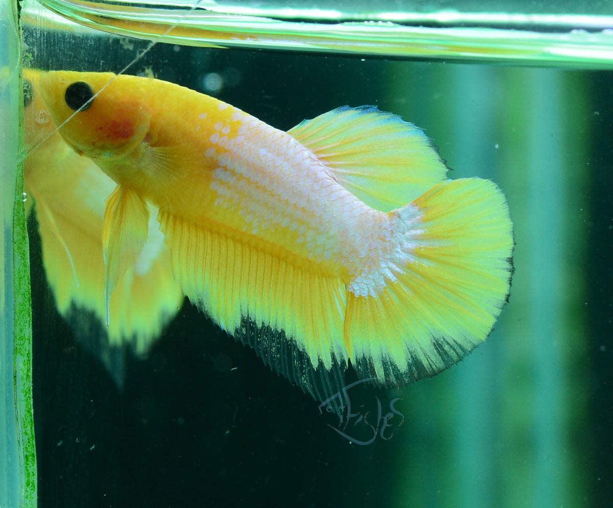 Yellow Hellboy HMPK Male