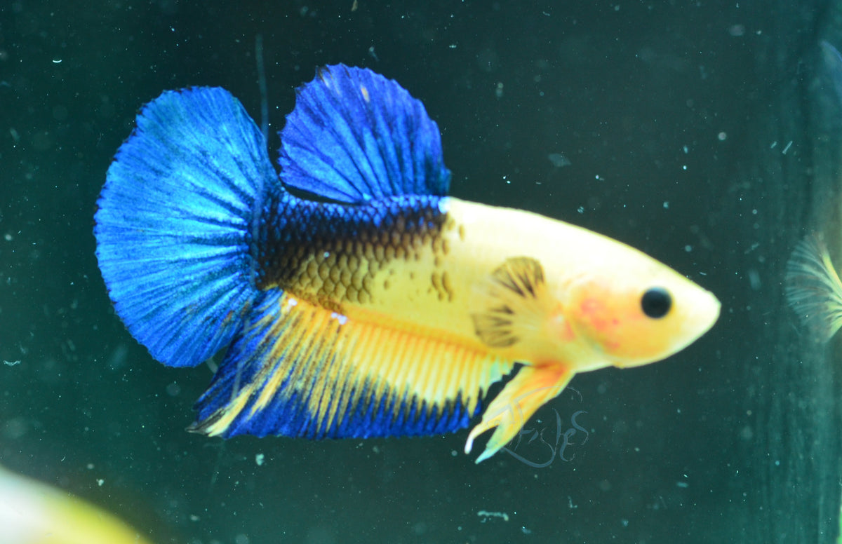 Yellow Hellboy HMPK Male