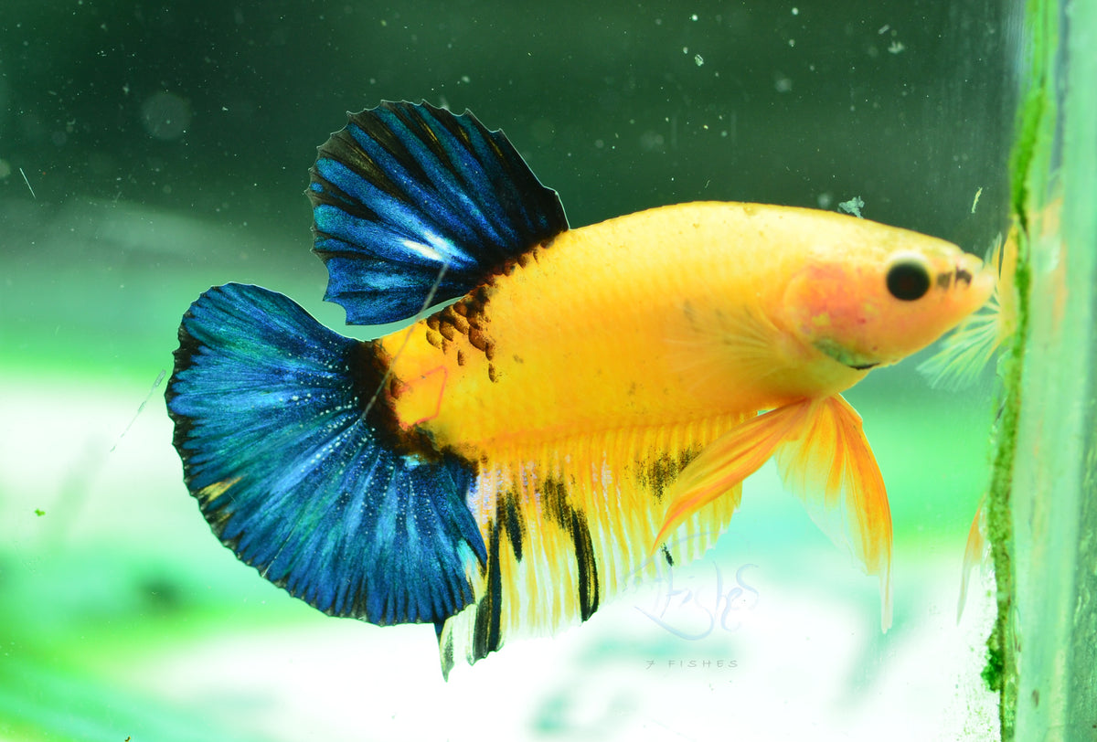 Yellow Hellboy HMPK Male