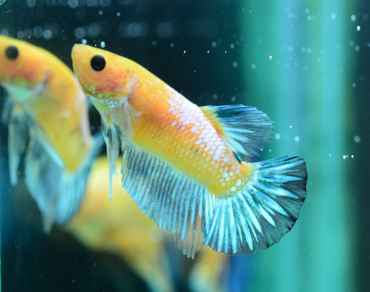 Yellow Hellboy HMPK Male