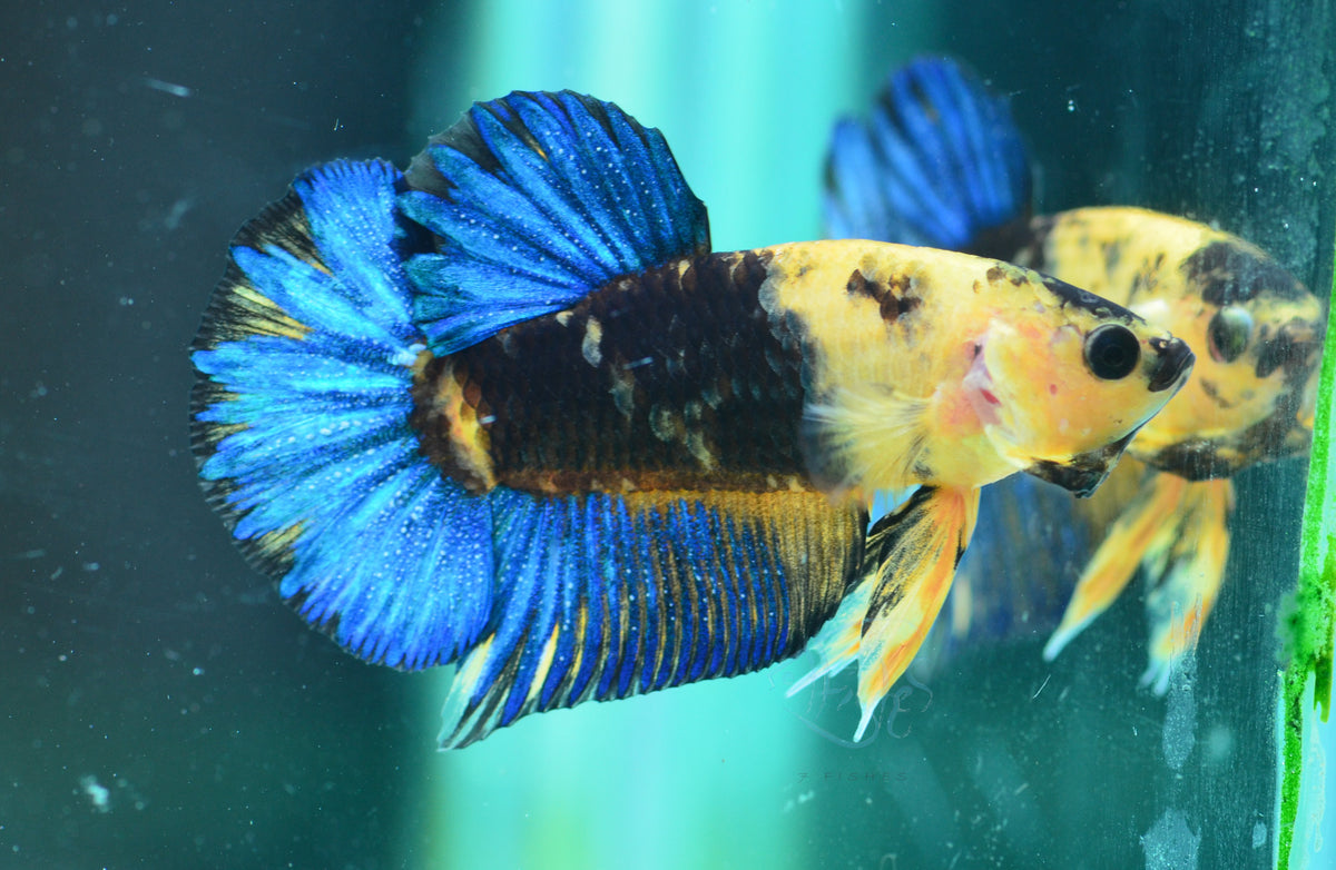 Yellow Hellboy HMPK Male