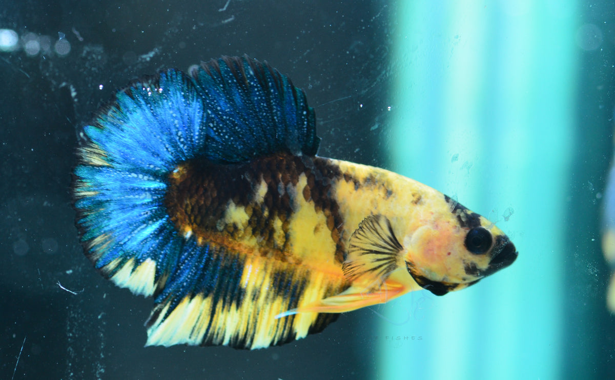 Yellow Hellboy HMPK Male