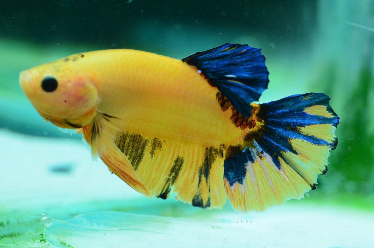 Yellow Hellboy HMPK Male