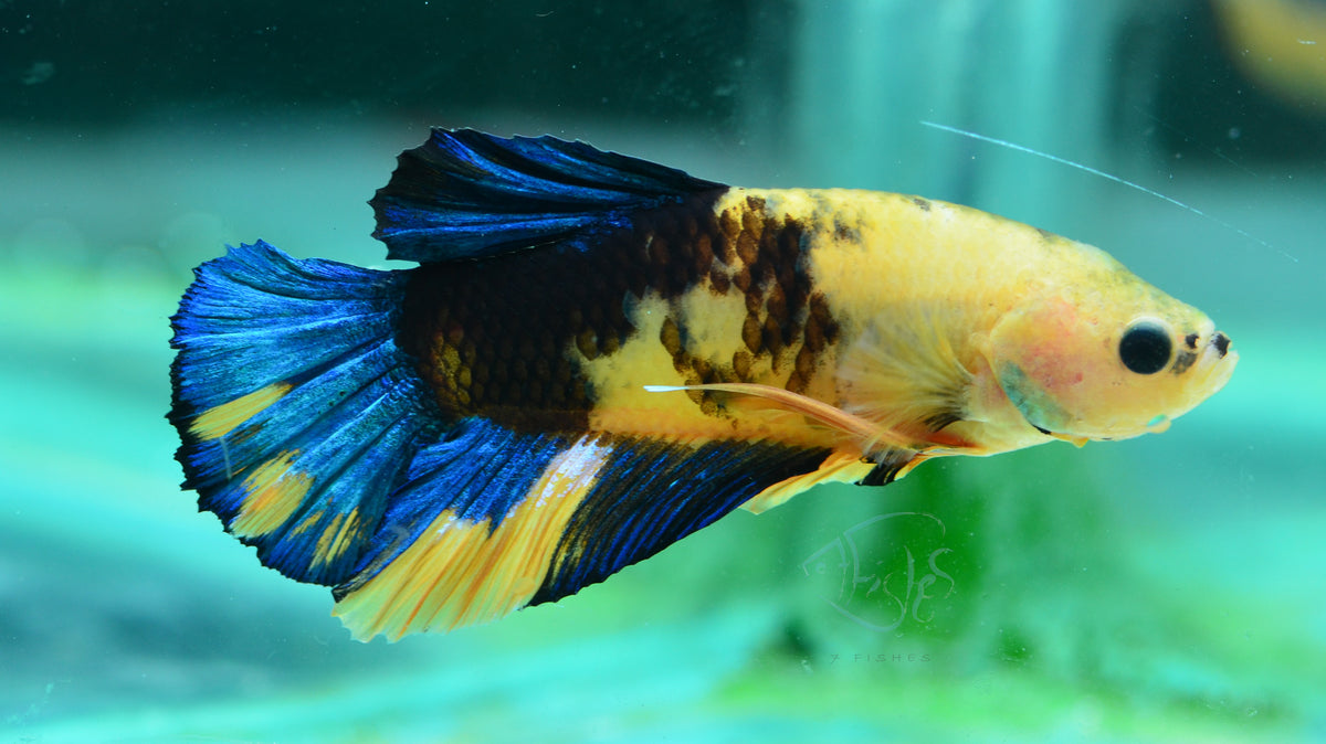 Yellow Hellboy HMPK Male