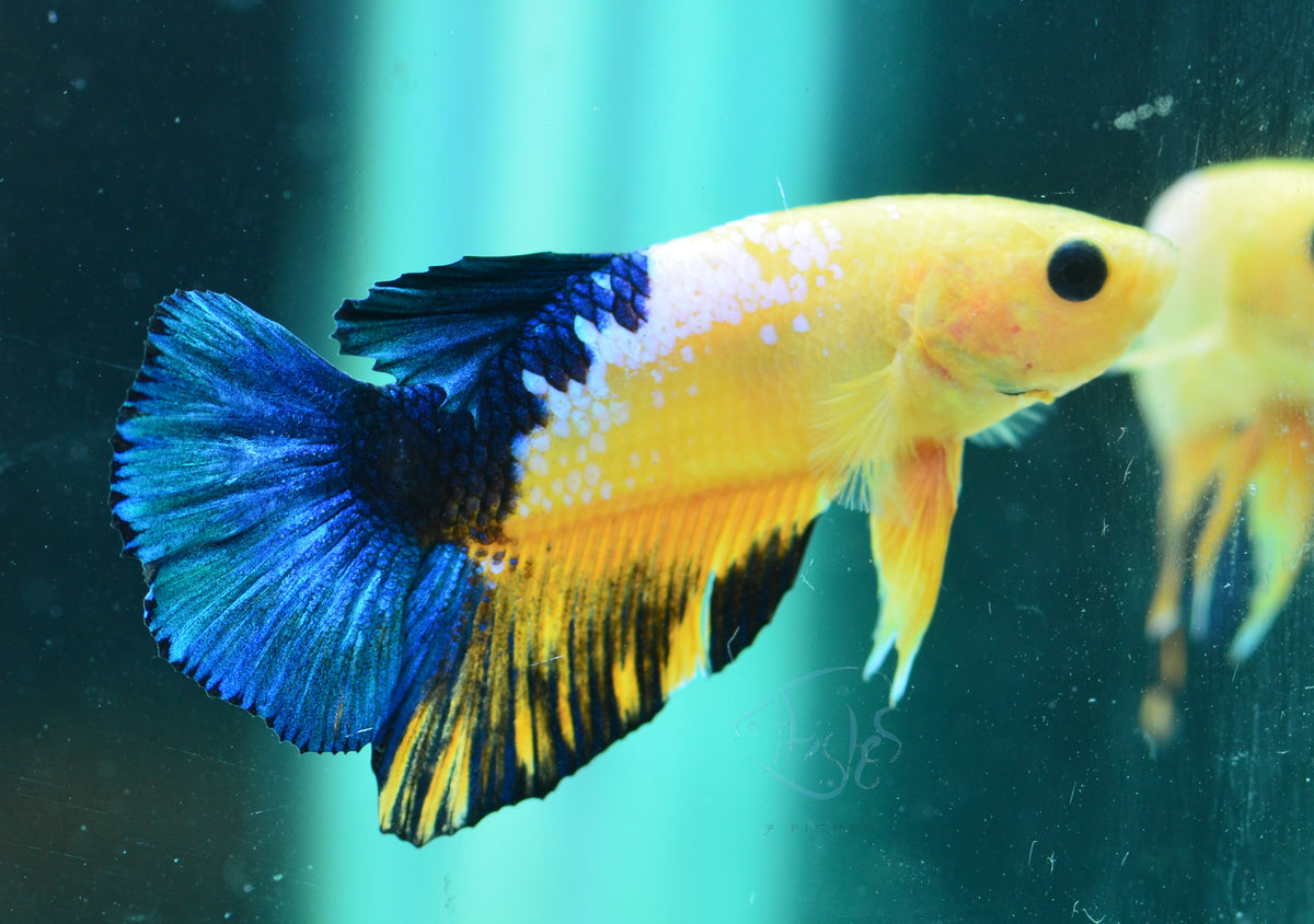 Yellow Hellboy HMPK Male