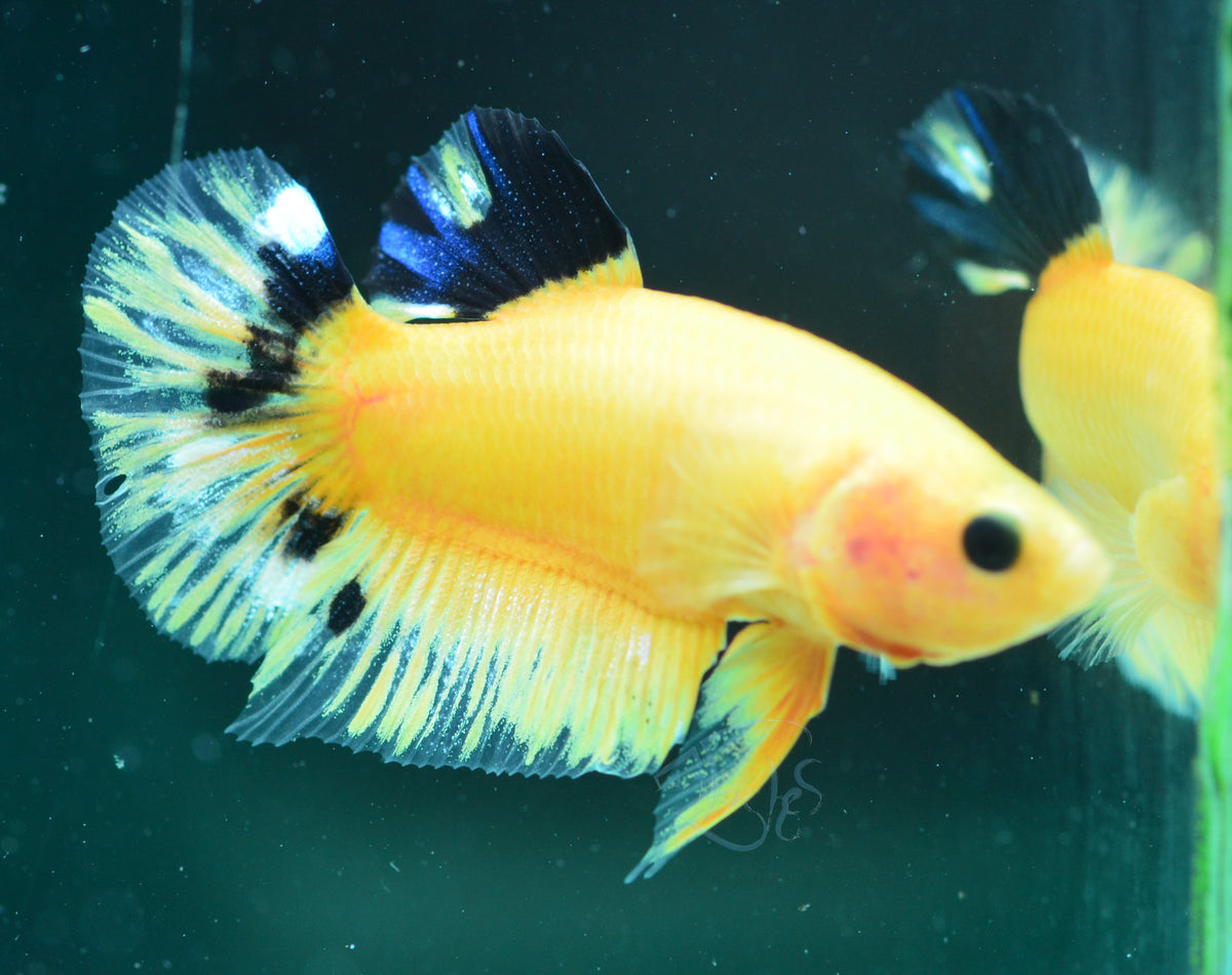 Yellow Hellboy HMPK Male