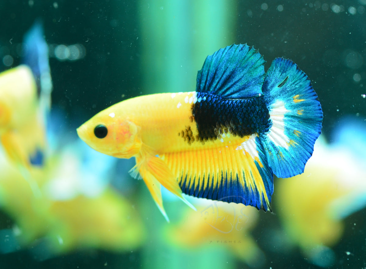 Yellow Hellboy HMPK Male