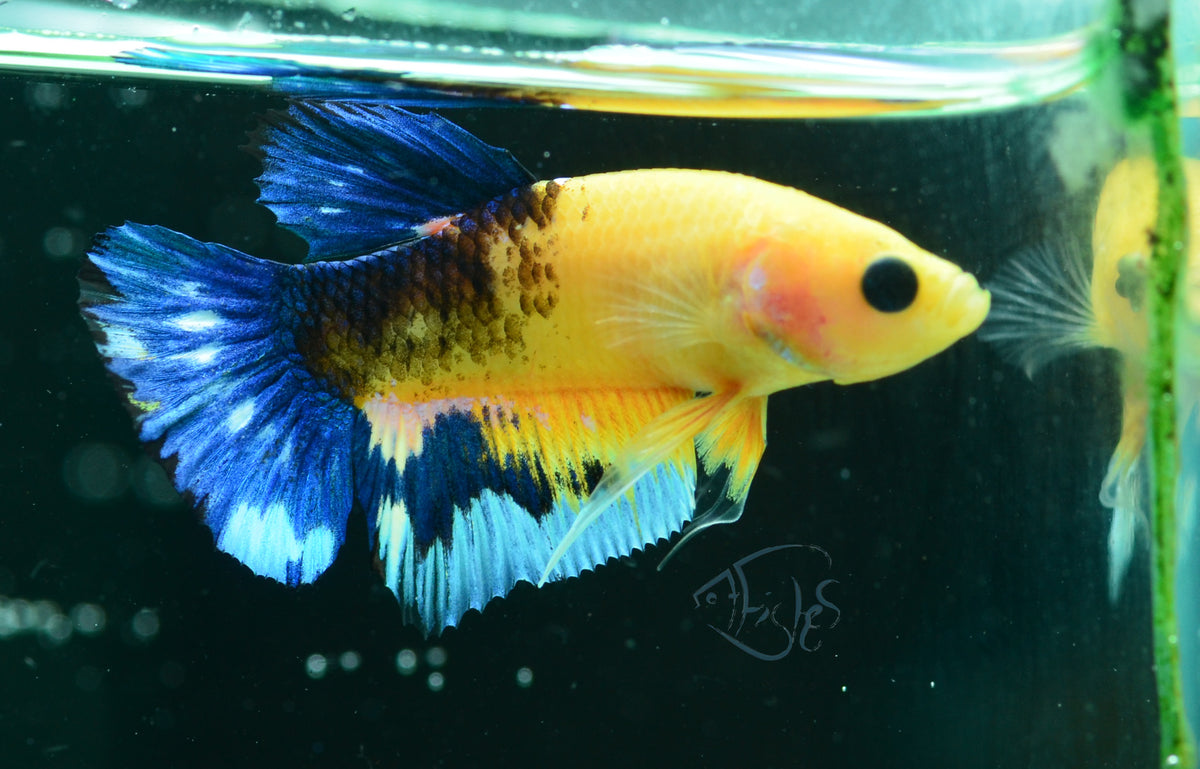 Yellow Hellboy HMPK Male