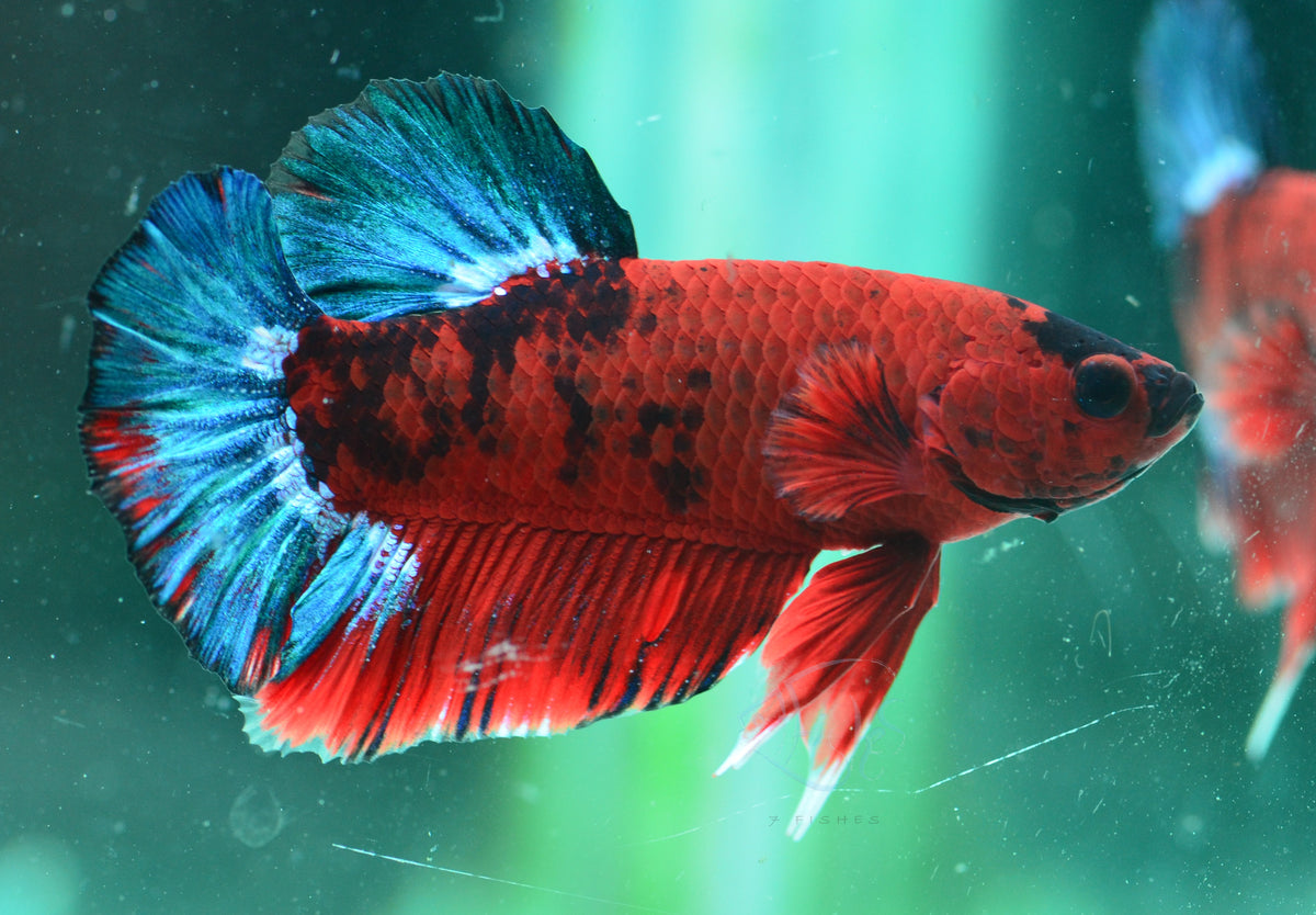 Hellboy HMPK Male
