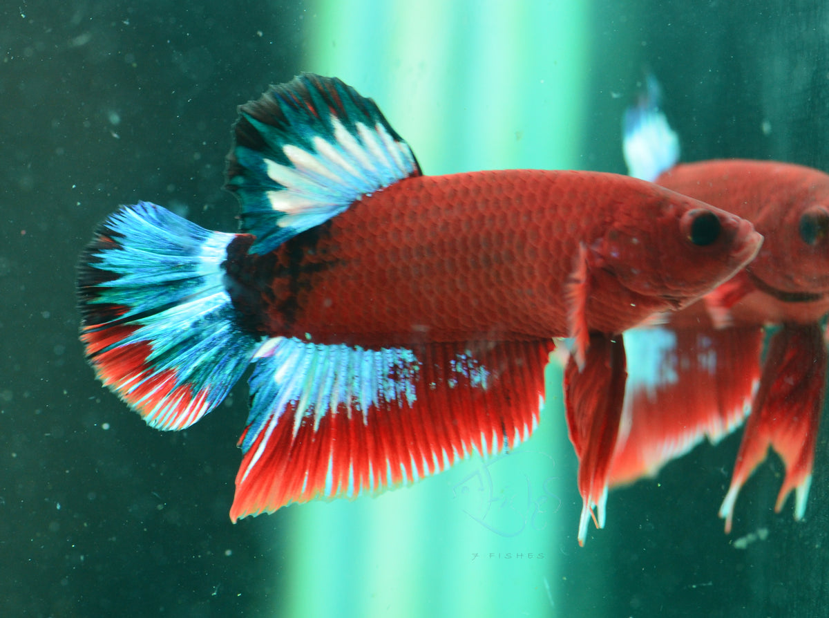 Hellboy HMPK Male