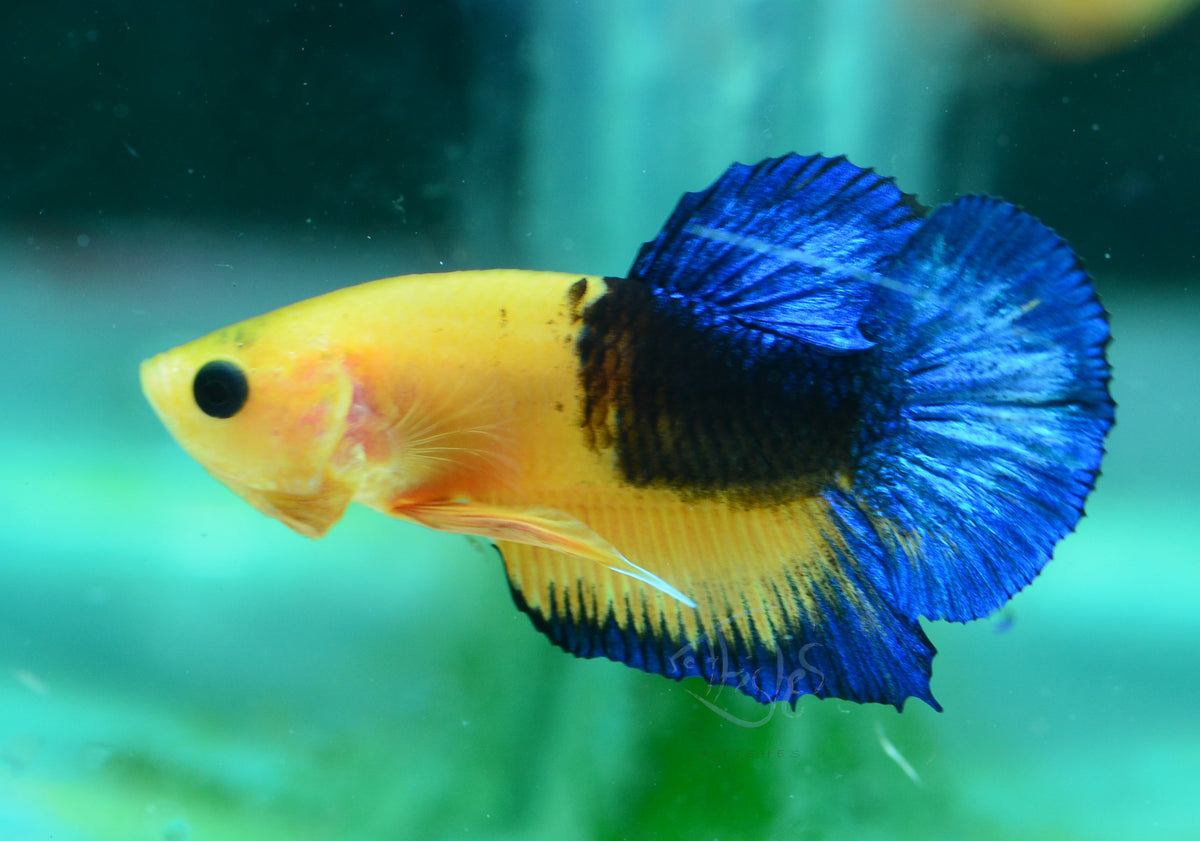 Yellow Hellboy HMPK Male