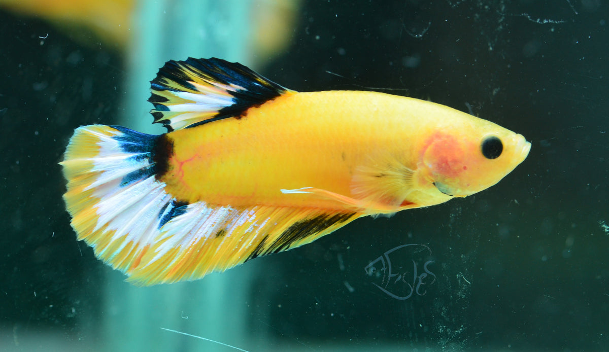 Yellow Hellboy HMPK Male