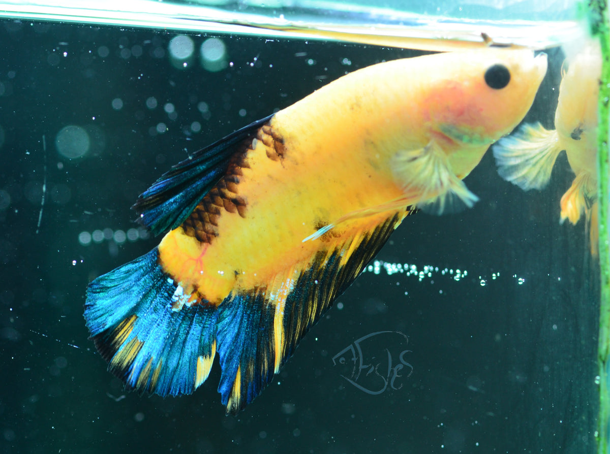 Yellow Hellboy HMPK Male