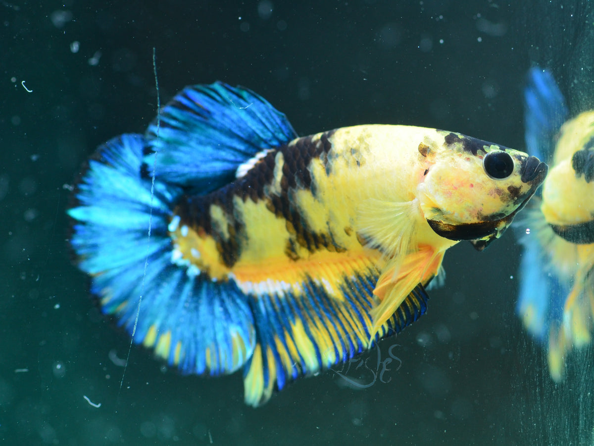 Yellow Hellboy HMPK Male