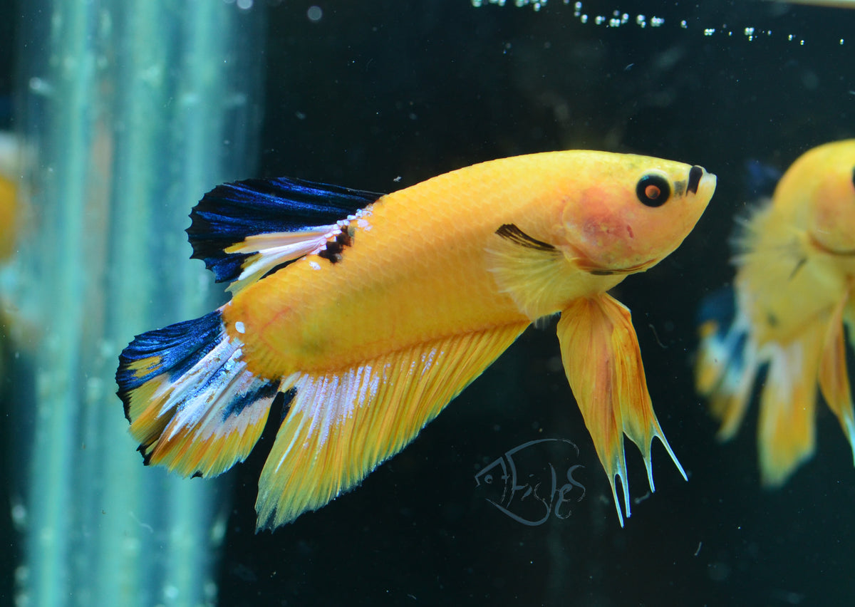 Yellow Hellboy HMPK Male
