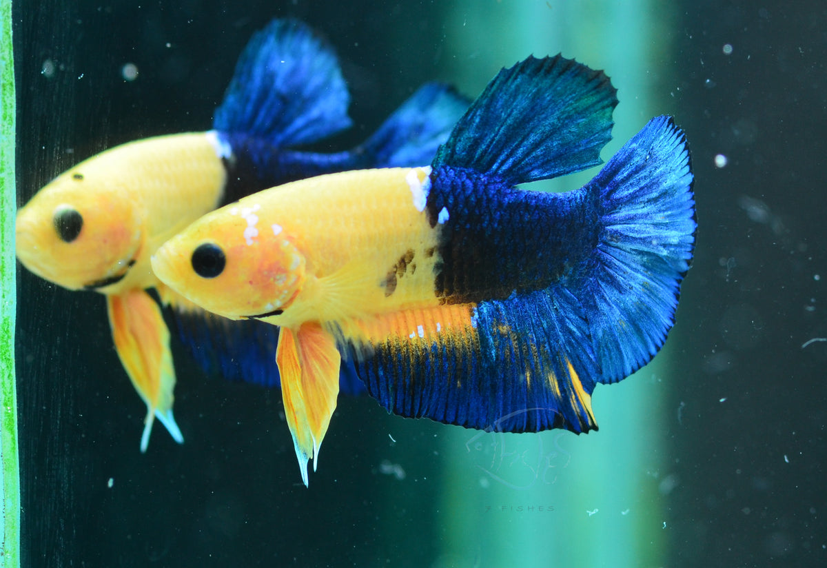 Yellow Hellboy HMPK Male