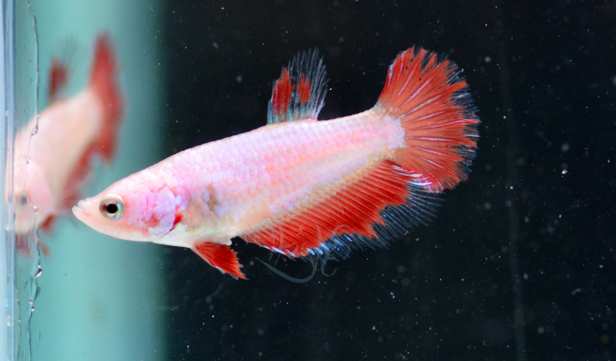 Orange Marble Halfmoon Female