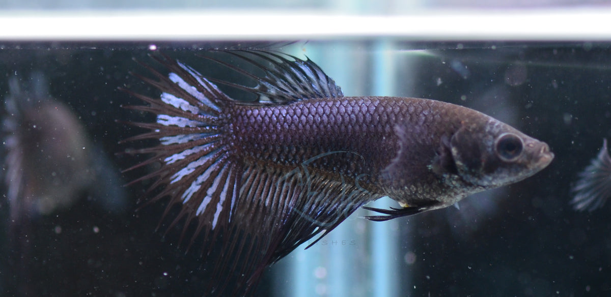 Black Crowntail Female
