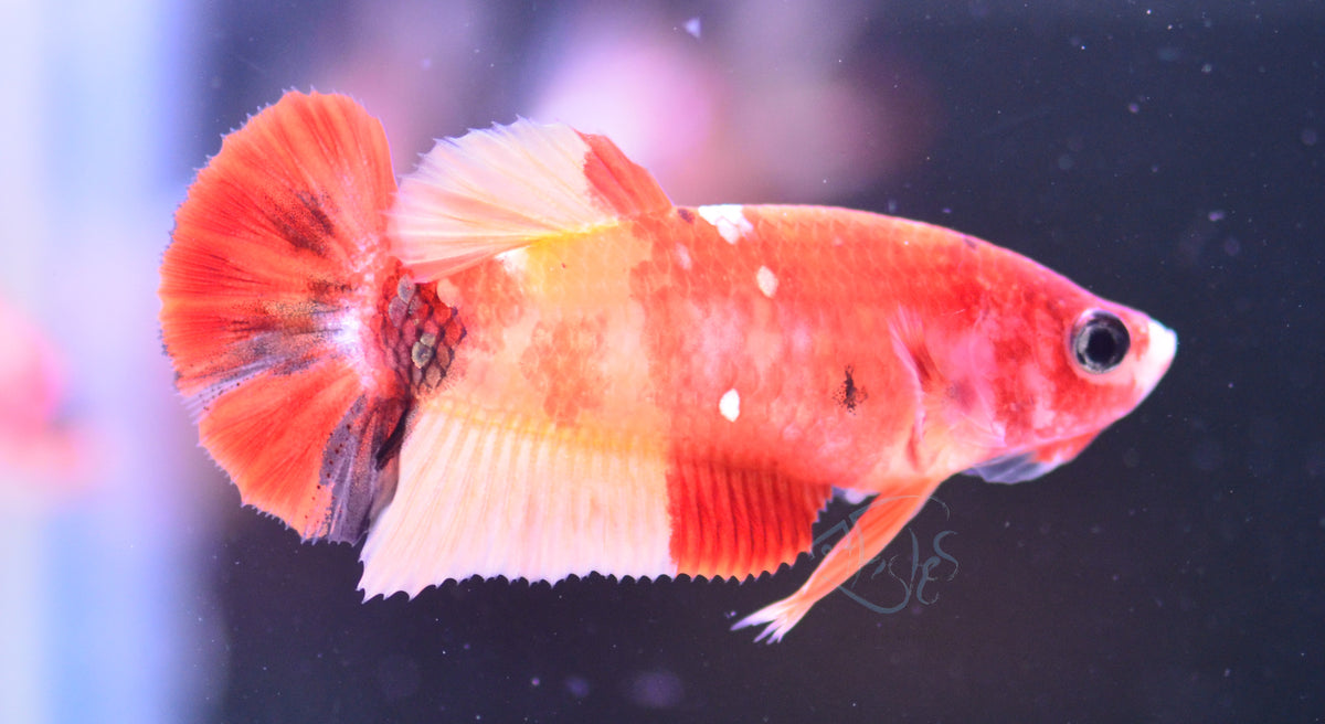 Copper Nemo HMPK Female