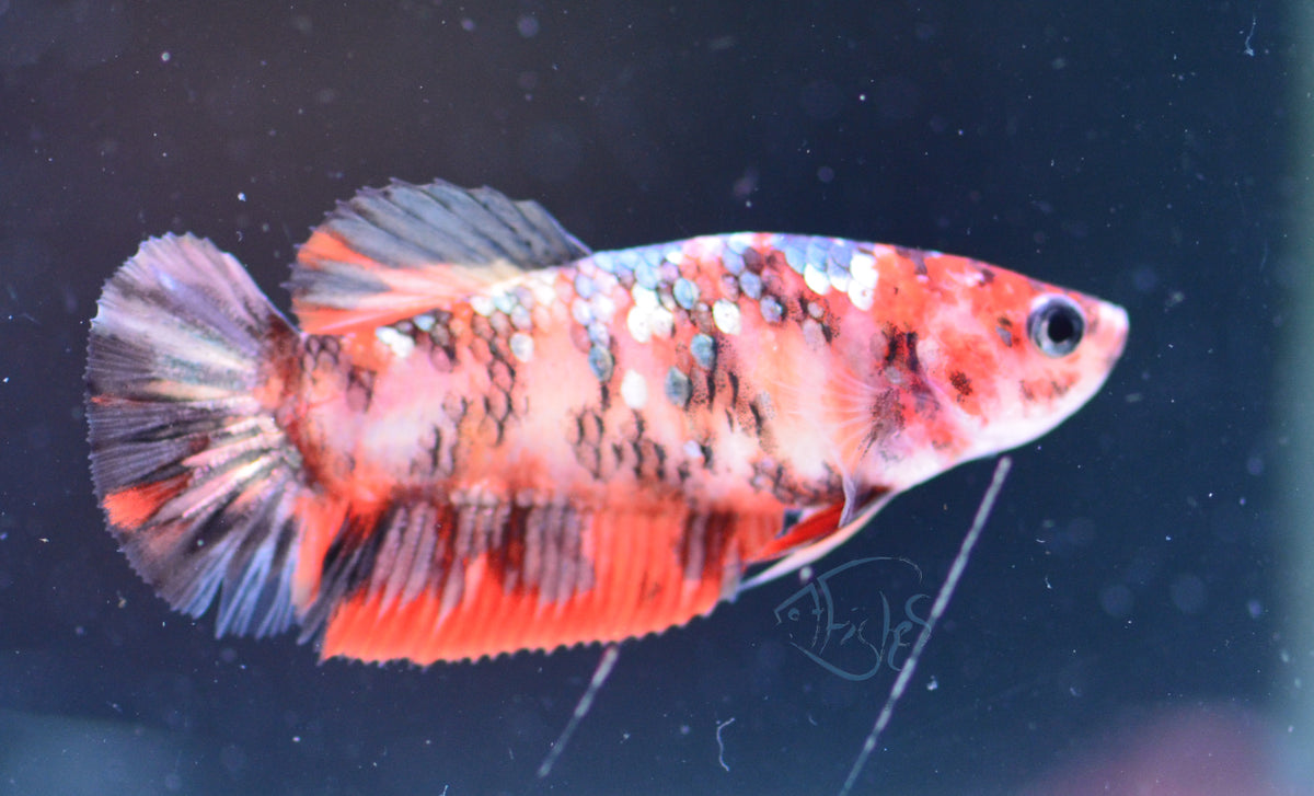 Copper Nemo HMPK Female