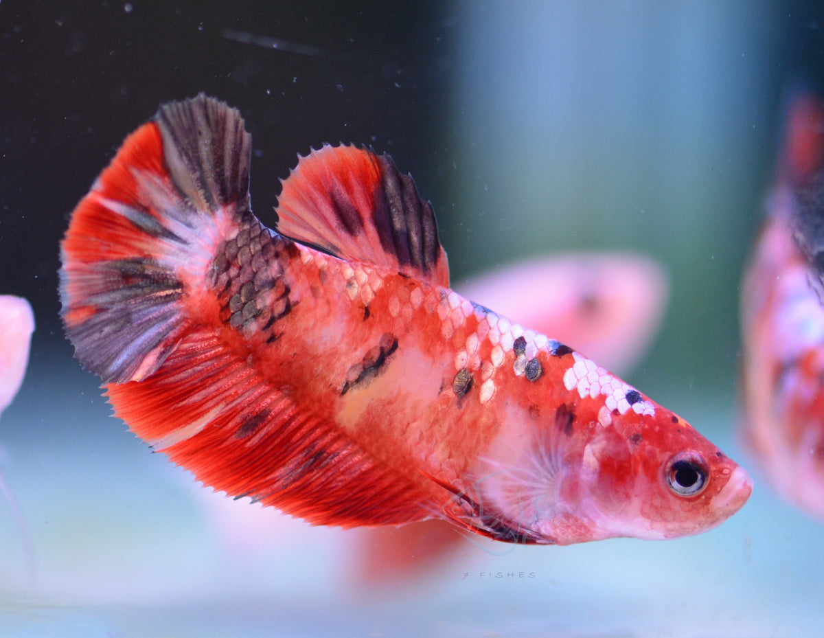 Copper Nemo HMPK Female