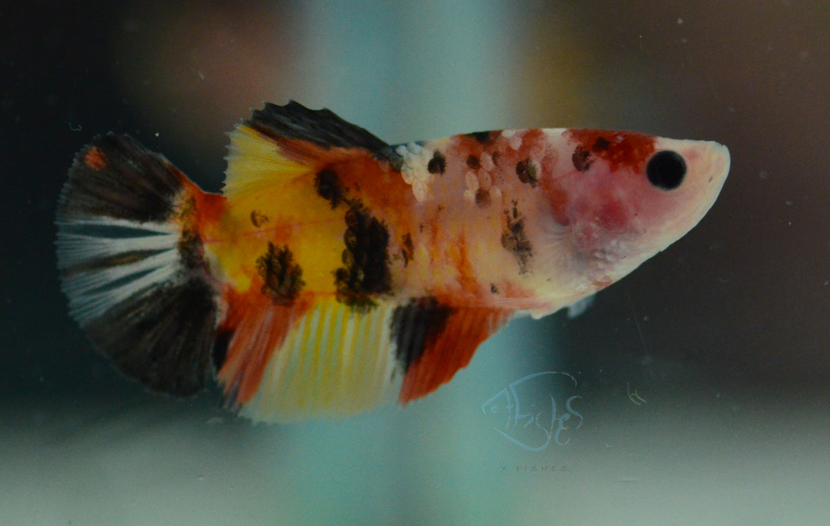 Copper Nemo HMPK Female