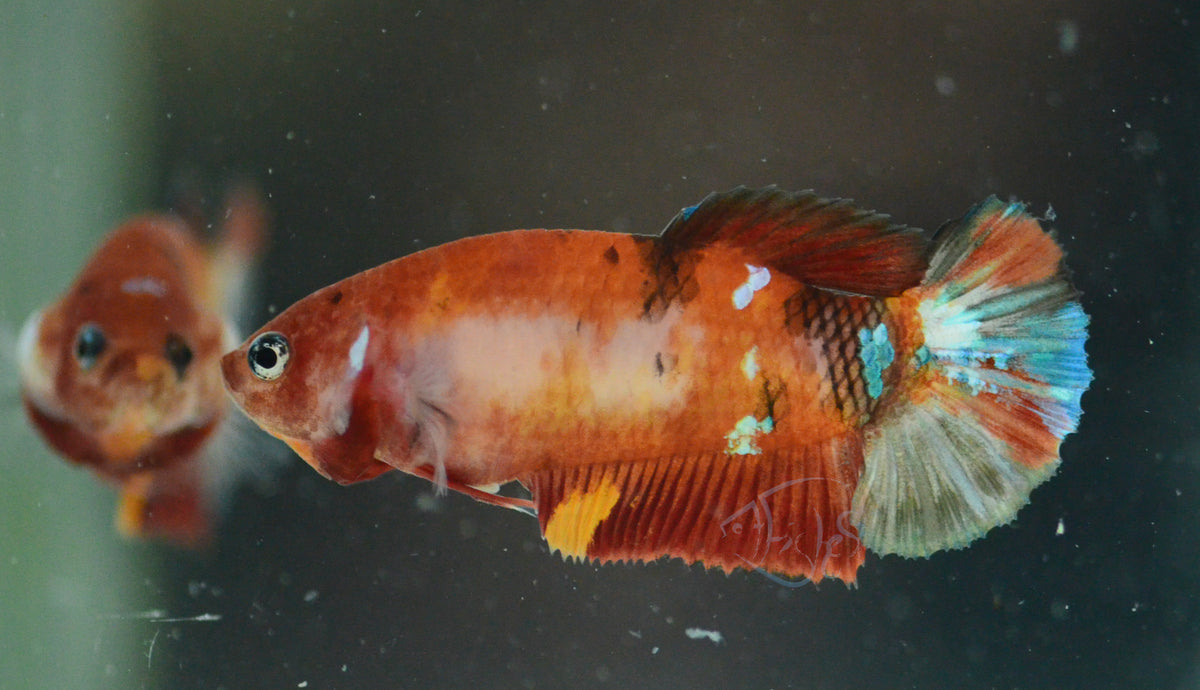 Copper Nemo HMPK Female