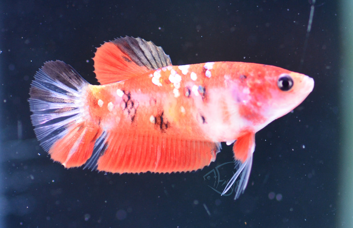 Copper Nemo HMPK Female