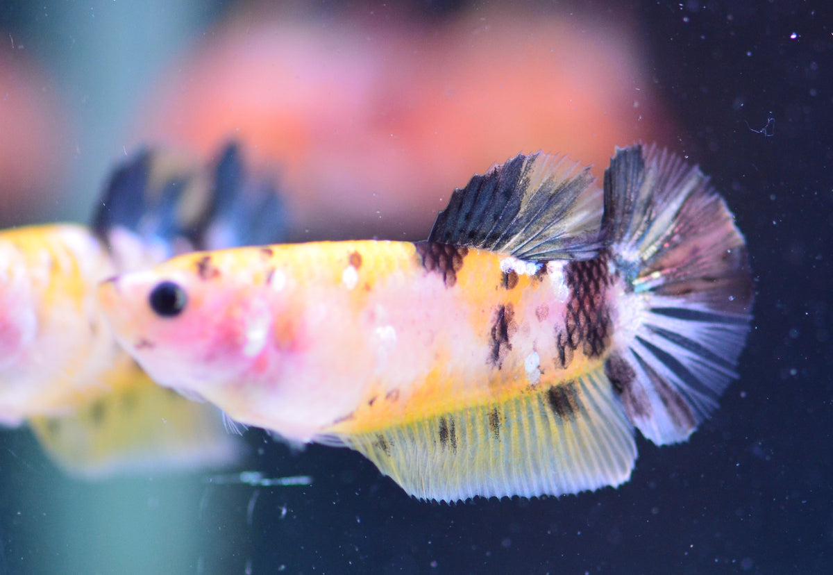 Copper Yellow Koi HMPK Female