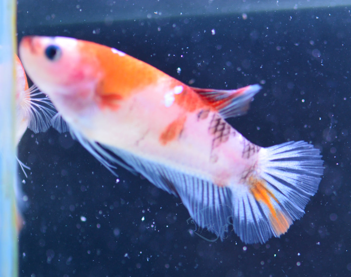 Nemo HMPK Female