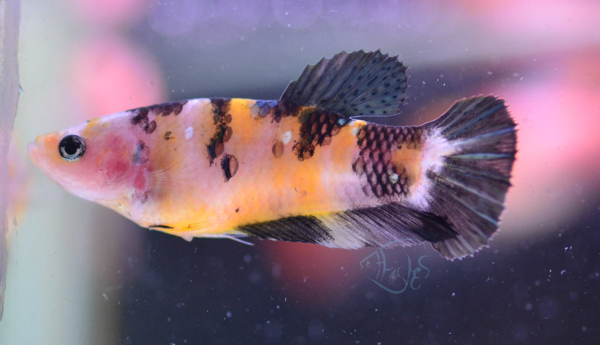 Copper Yellow Koi HMPK Female