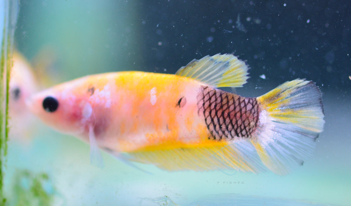 Copper Yellow Koi HMPK Female