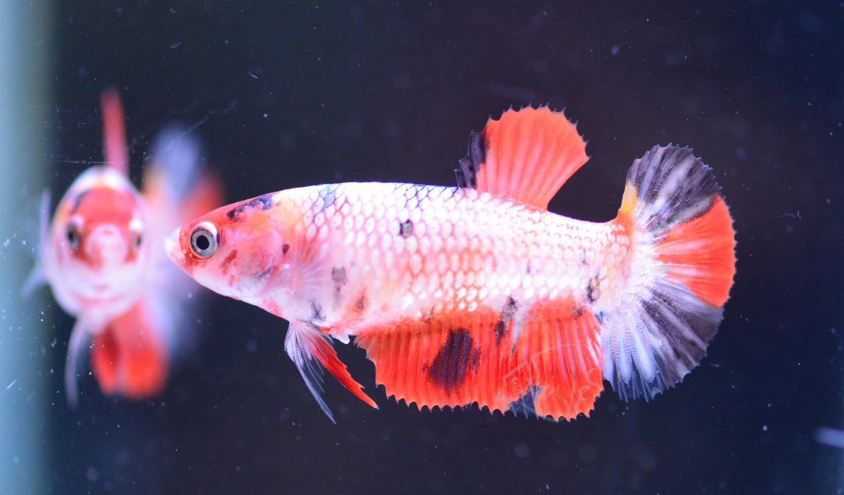 Copper Nemo HMPK Female