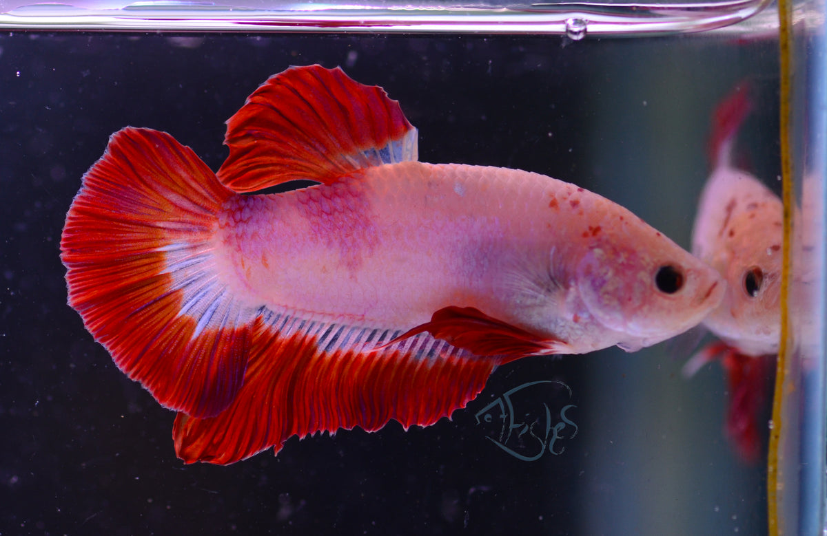 Giant Red Painted HMPK Male