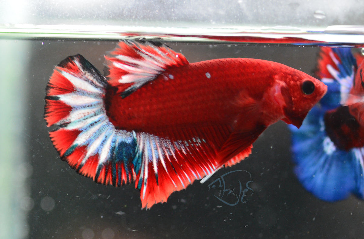 Hellboy HMPK Male