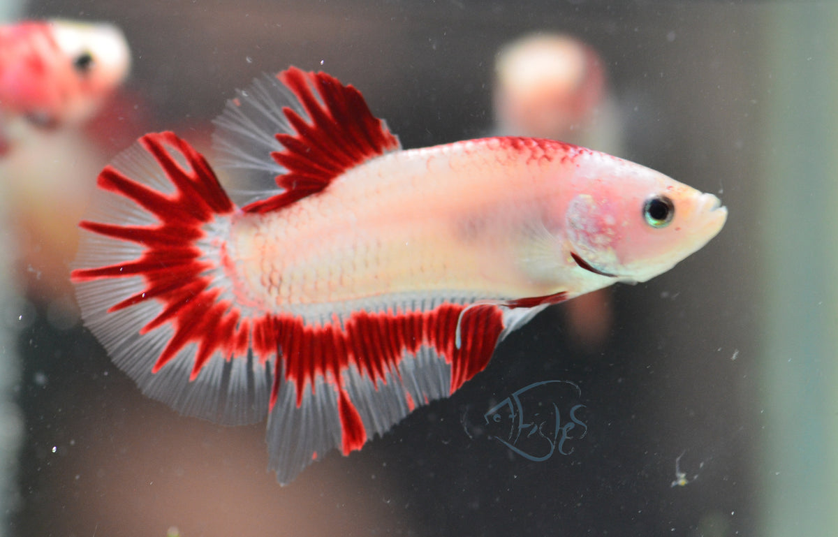 Red Painted HMPK Male