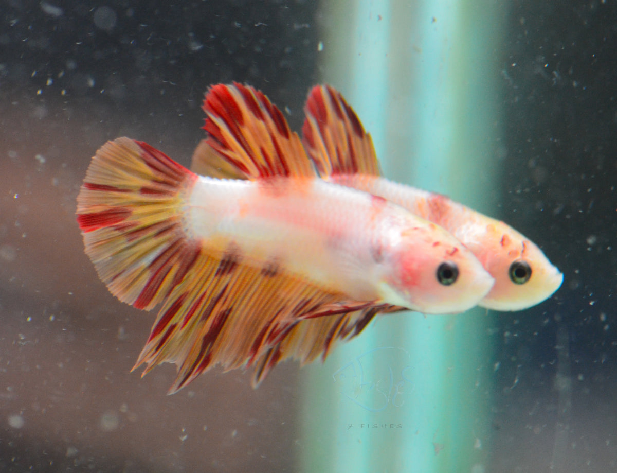 Nemo Rim HMPK Male