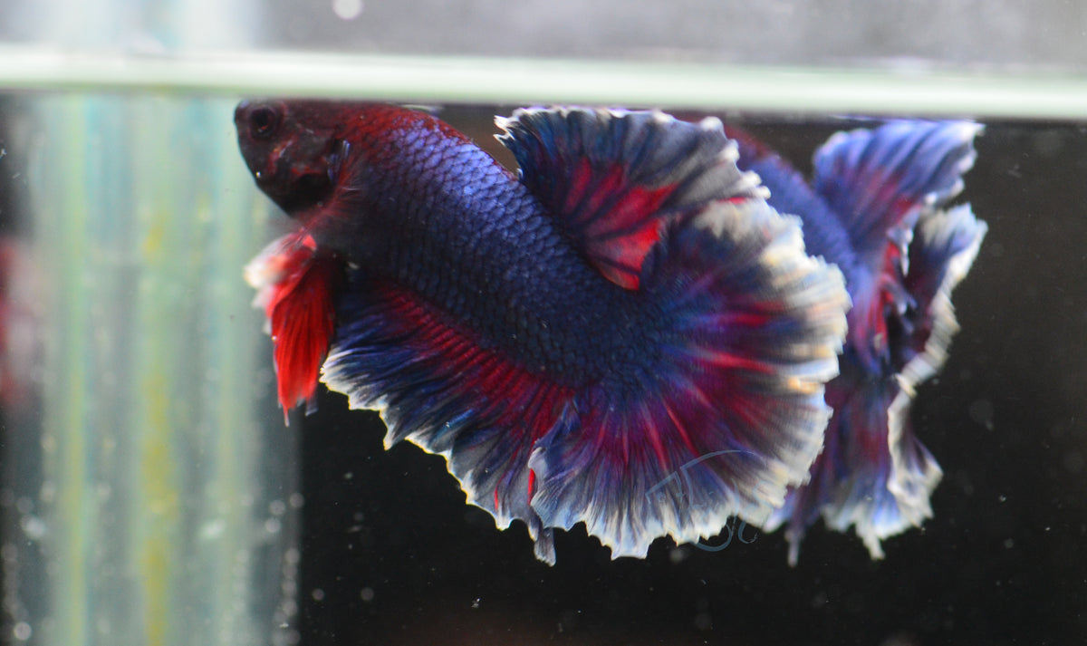 Blue Purple Rosetail Male