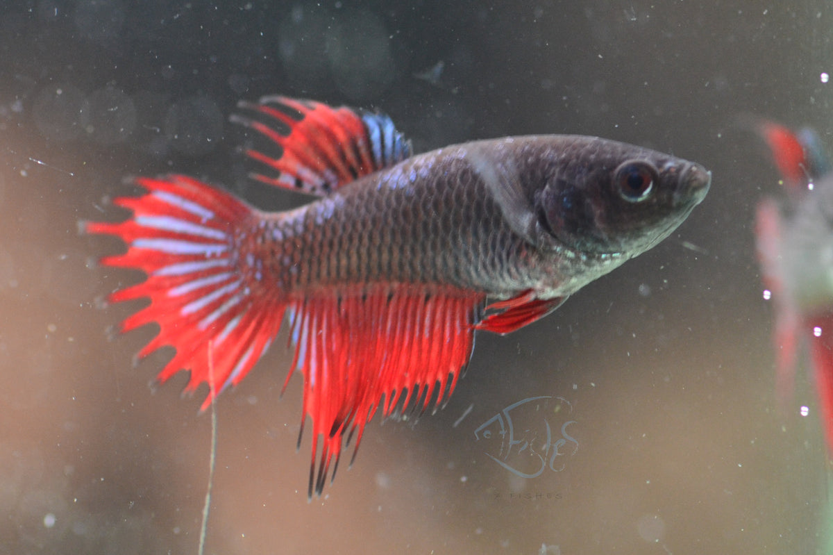 Bi-Colour Crowntail Female